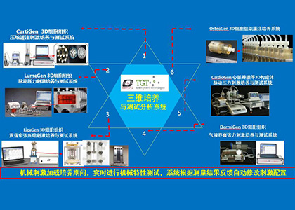 三維培養與測試系統
