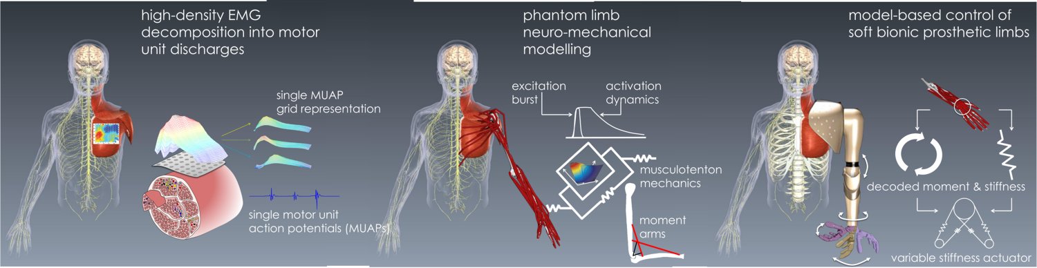 人體運動的多尺度神經力學建模