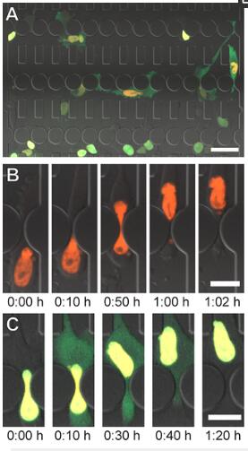 1686537443169036091.jpg 密閉受限環境中細胞遷移和核膜破裂的自動分析裝置,通過微流體收縮的細胞遷移.jpg