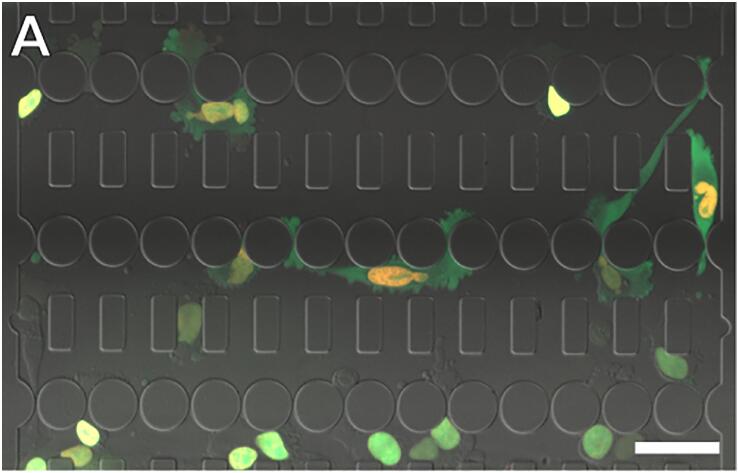 1686539117934028245.jpg 細胞微通道培養裝置及定位收縮(收窄).jpg