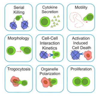 1687775054013032038.png 表征數(shù)千個(gè)細(xì)胞的遷移、接觸動(dòng)力學(xué)和細(xì)胞死亡.png