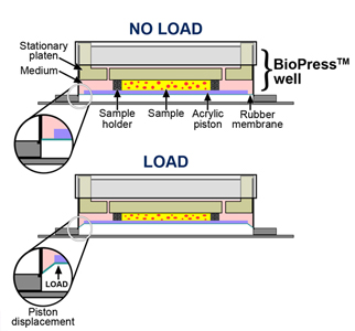 三維細胞組織壓力加載培養原理圖