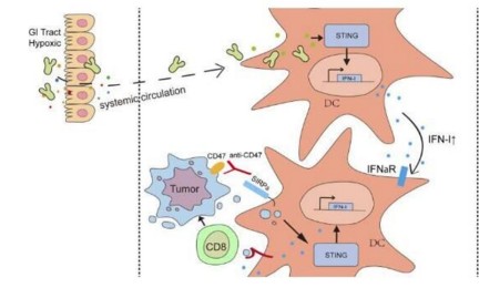 JEM：新發(fā)現(xiàn)！腸道菌群或能&ldquo;潛入&rdquo;腫瘤幫助改善抗癌免疫療法的效率